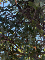 Quercus wislizeni, photograph (c) klicklo, some rights reserved (CC BY)