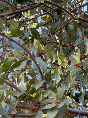 Quercus wislizeni, photograph 5