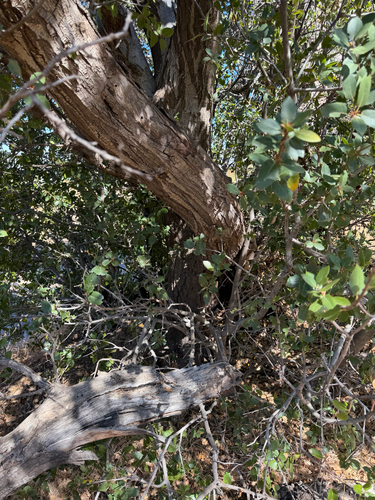 Quercus wislizeni, photograph 2