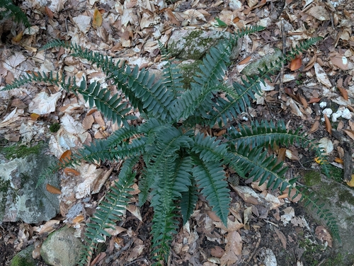 Christmas fern