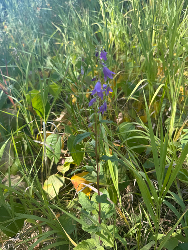Creeping Bellflower
