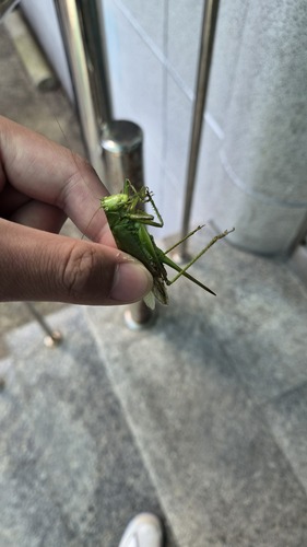 Korean Green Bush-cricket