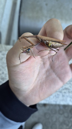 Asian Jumping Mantis