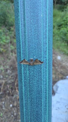 Wild Silkmoth