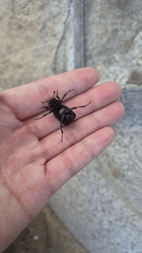 Nicrophorus concolor