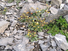 Ranunculus parnassifolius