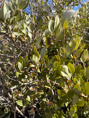 Garrya flavescens