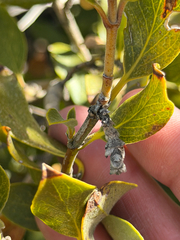 Garrya flavescens, photograph (c) klicklo, some rights reserved (CC BY)