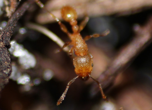 Tetramorium simillimum observed 2026-09-16