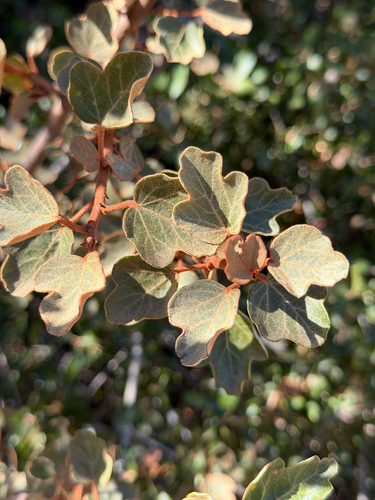 Fremontodendron californicum