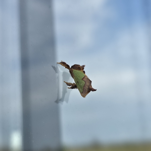 Green Oak-Slug Moth