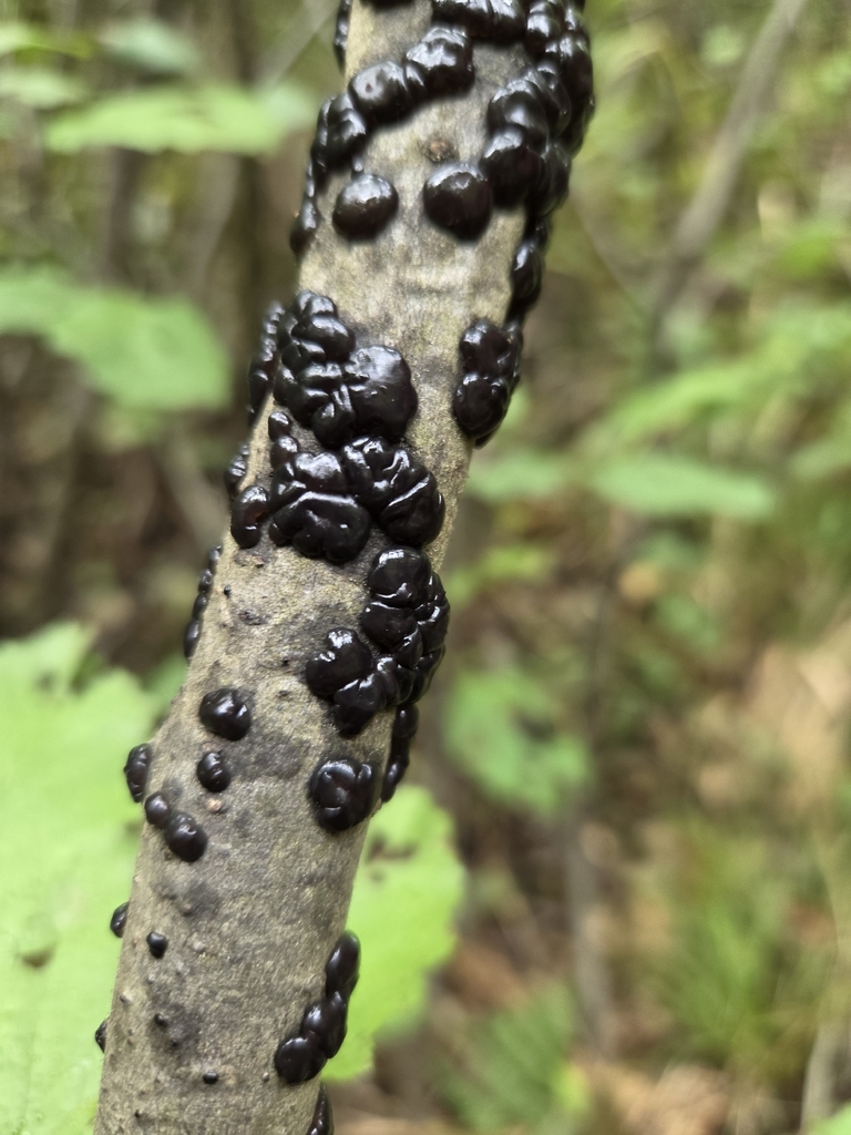 Black Witches' Butter · September 2026 · photo: Photo: (c) Charlie Pavlisich, some rights reserved (CC BY) · iNaturalist
