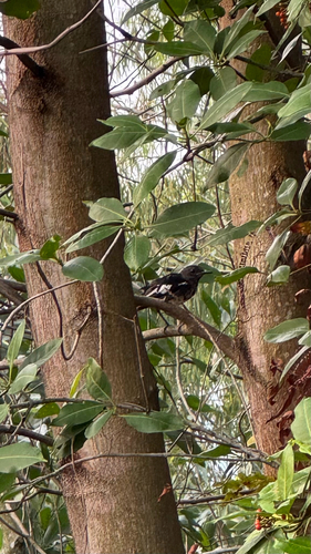 Oriental Magpie-Robin