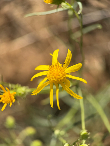Senecio flaccidus, photograph 1
