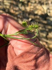 Senecio flaccidus, photograph (c) klicklo, some rights reserved (CC BY)