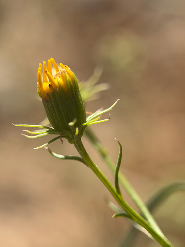 Senecio flaccidus, photograph 2