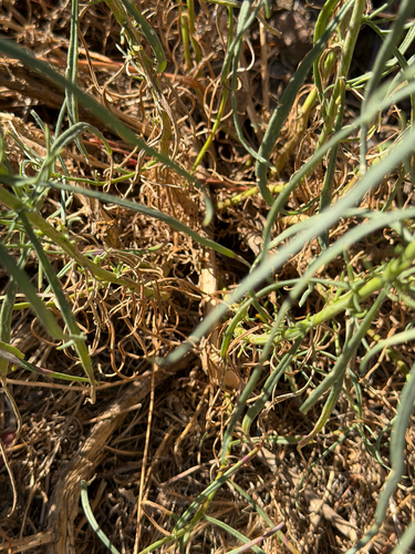 Senecio flaccidus, photograph 5