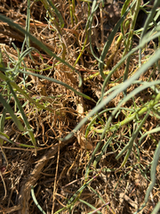 Senecio flaccidus, photograph (c) klicklo, some rights reserved (CC BY)