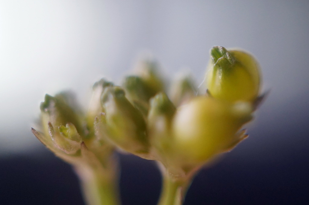 Valerianella pontica