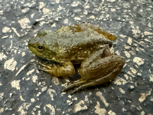 American Bullfrog