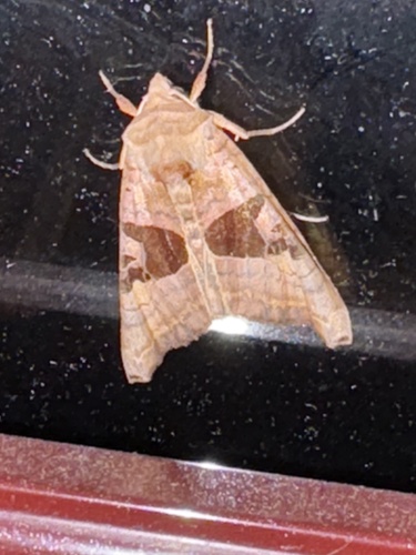 Brown Angle Shades