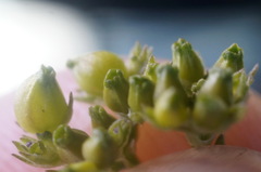 Valerianella pontica