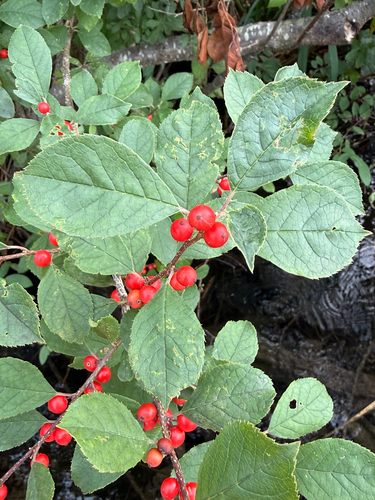 winterberry holly