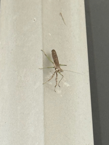 Carolina Mantis