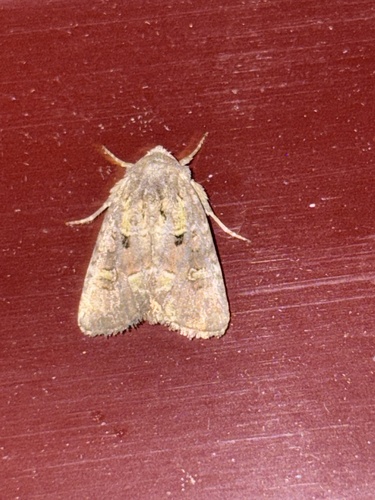 Bristly Cutworm Moth