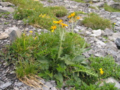 Senecio doronicum