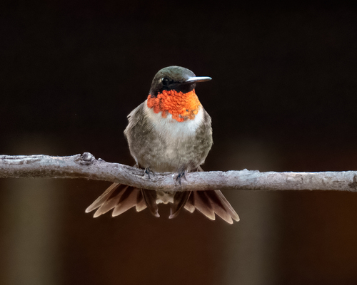 Ruby-throated Hummingbird