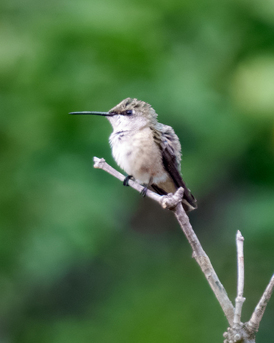 Calliope Hummingbird