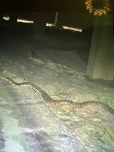 Banded Watersnake
