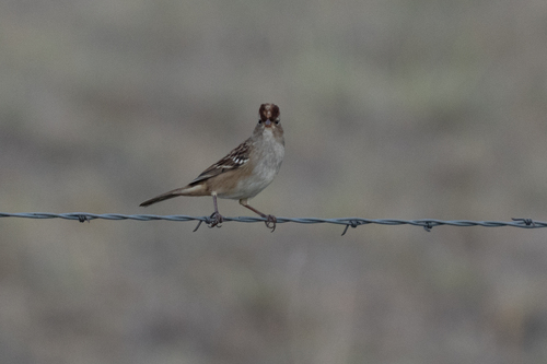 White-crowned Sparrow