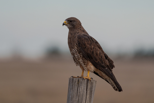Swainson's Hawk