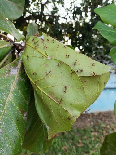 Asian Weaver Ant