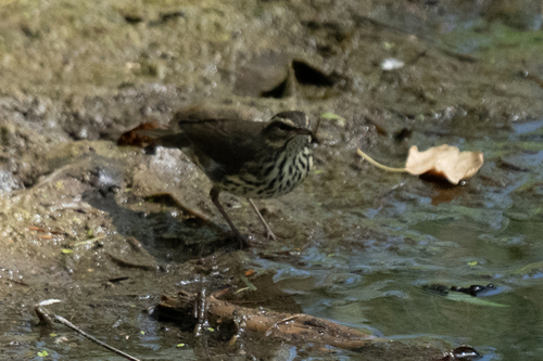 Northern Waterthrush