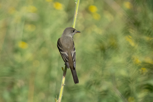 Willow Flycatcher