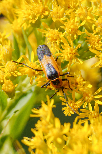 Colorado Soldier Beetle