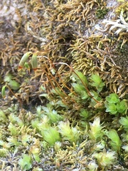 Mnium marginatum