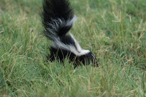 Striped Skunk