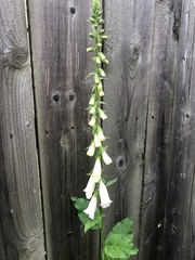 Digitalis lutea