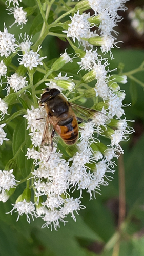 Common Drone Fly