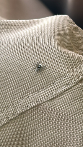 Half-edged Wall Jumping Spider