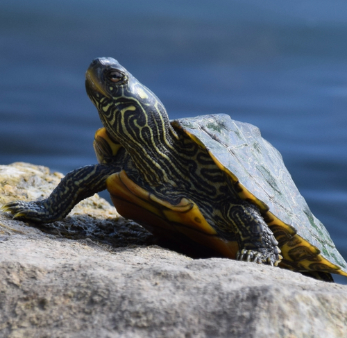 Northern Map Turtle