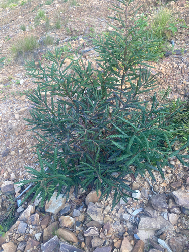 sweetfern