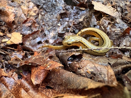Northern Two-lined Salamander