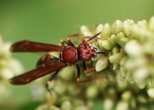 Variegated Paper Wasp