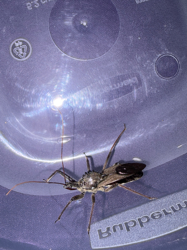 North American Wheel Bug