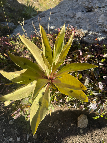 Frasera speciosa, photograph 2